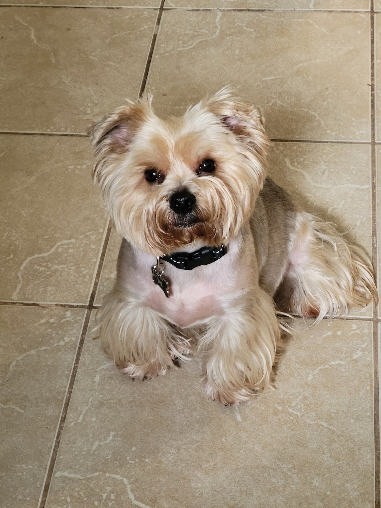 The Animal League (South Lake Animal League) Groveland