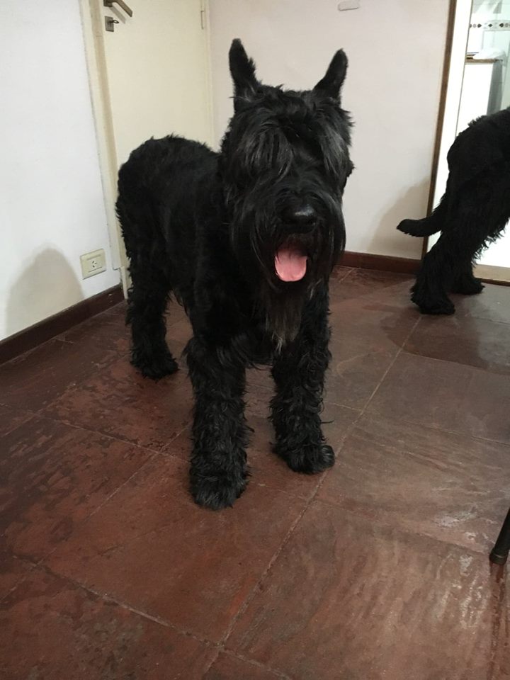 Blondie's Paws Pet Grooming Hollywood