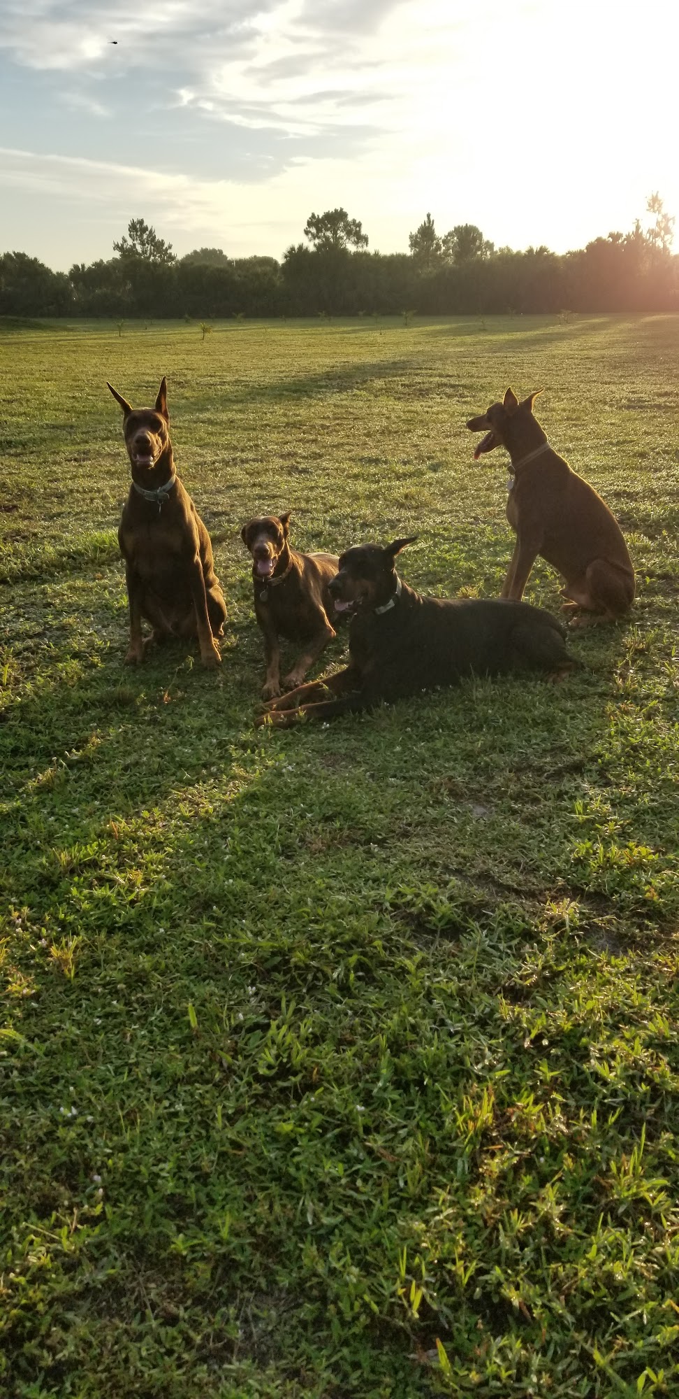 K9 Advisors Dog Training Hollywood