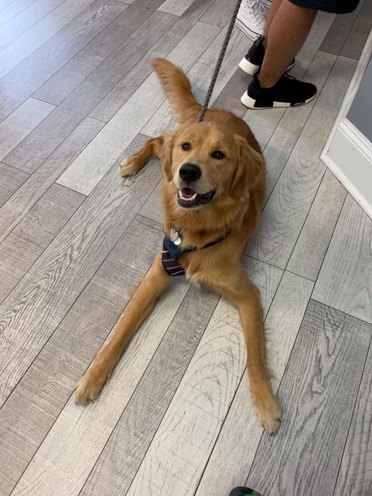 Embassy Lakes Animal Hospital Hollywood