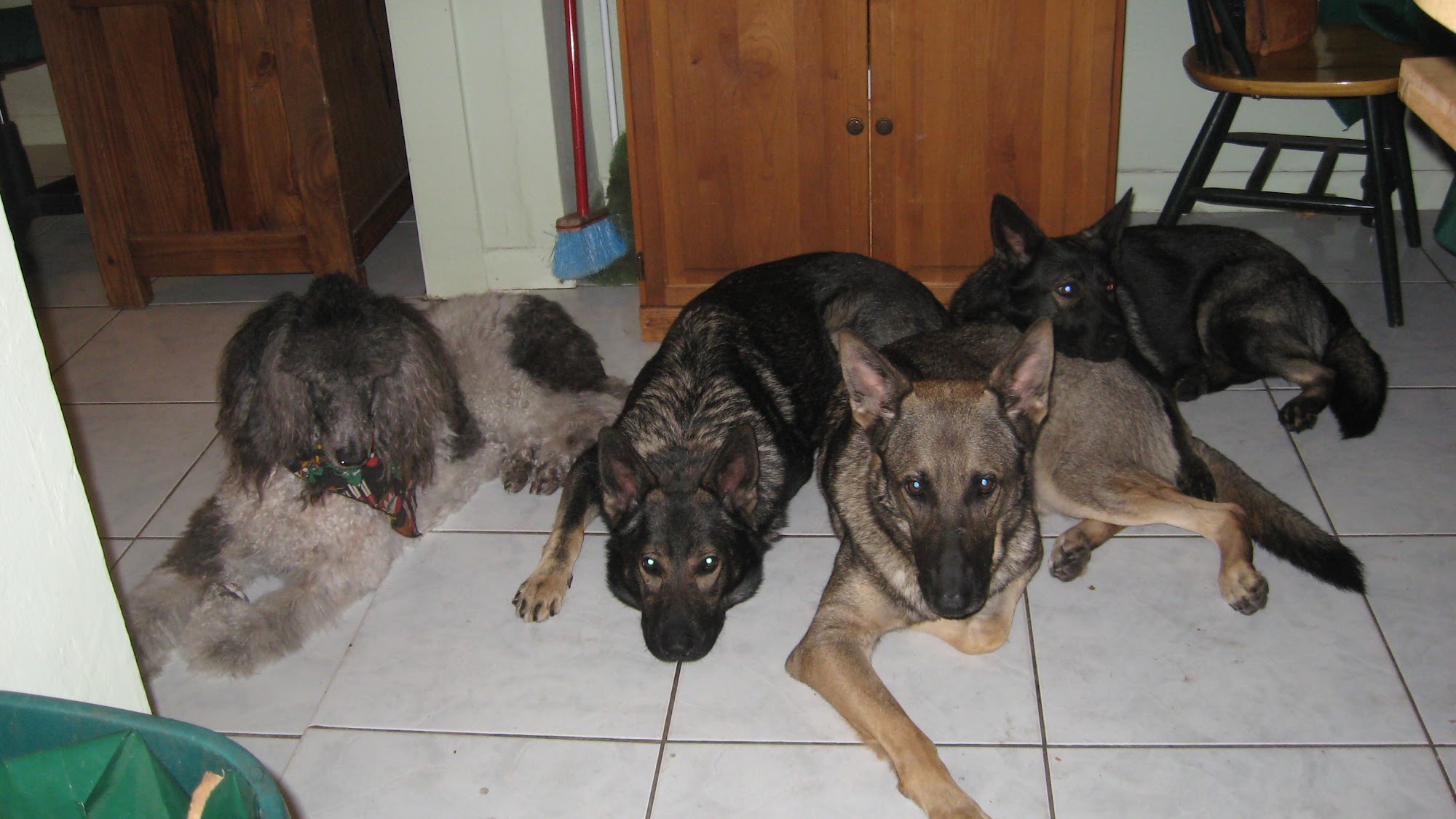 Kandi's Professional Dog Training Hollywood