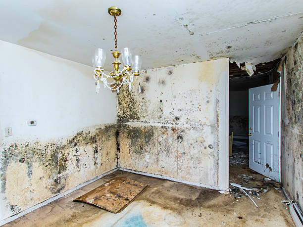 Homestead Water Damage Restoration Experts