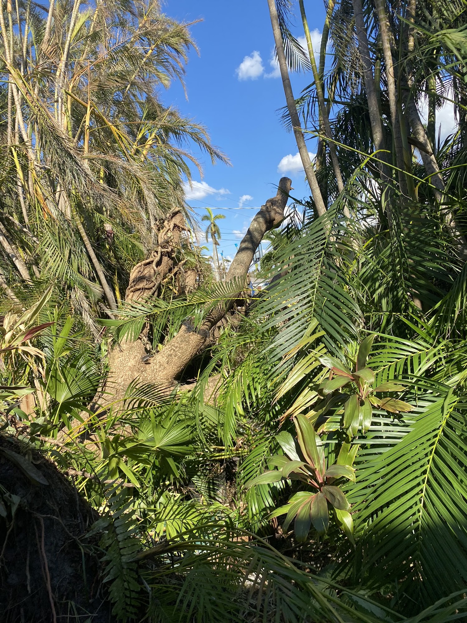 Salazar’s Landscaping and Tree Removal