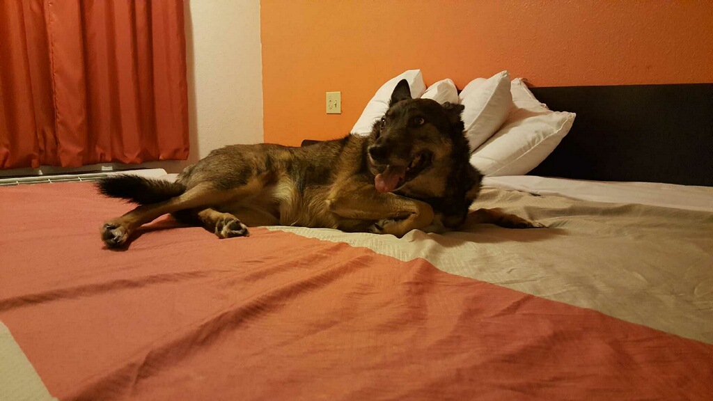 The Waggin Trail Express, LLC Jacksonville