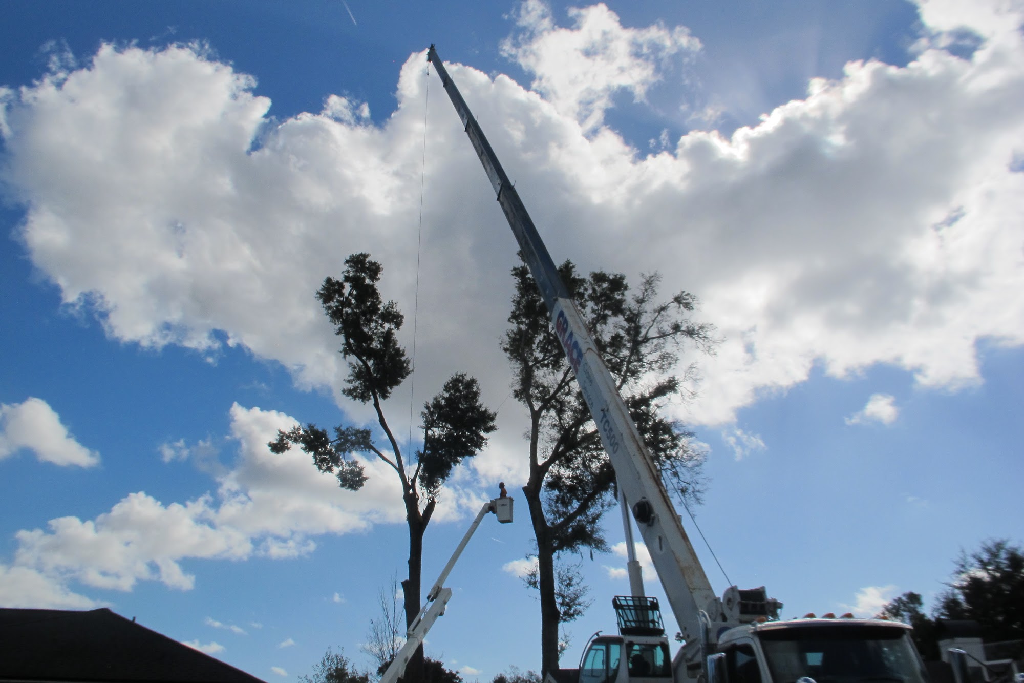 Yellowstone Tree Care Jacksonville