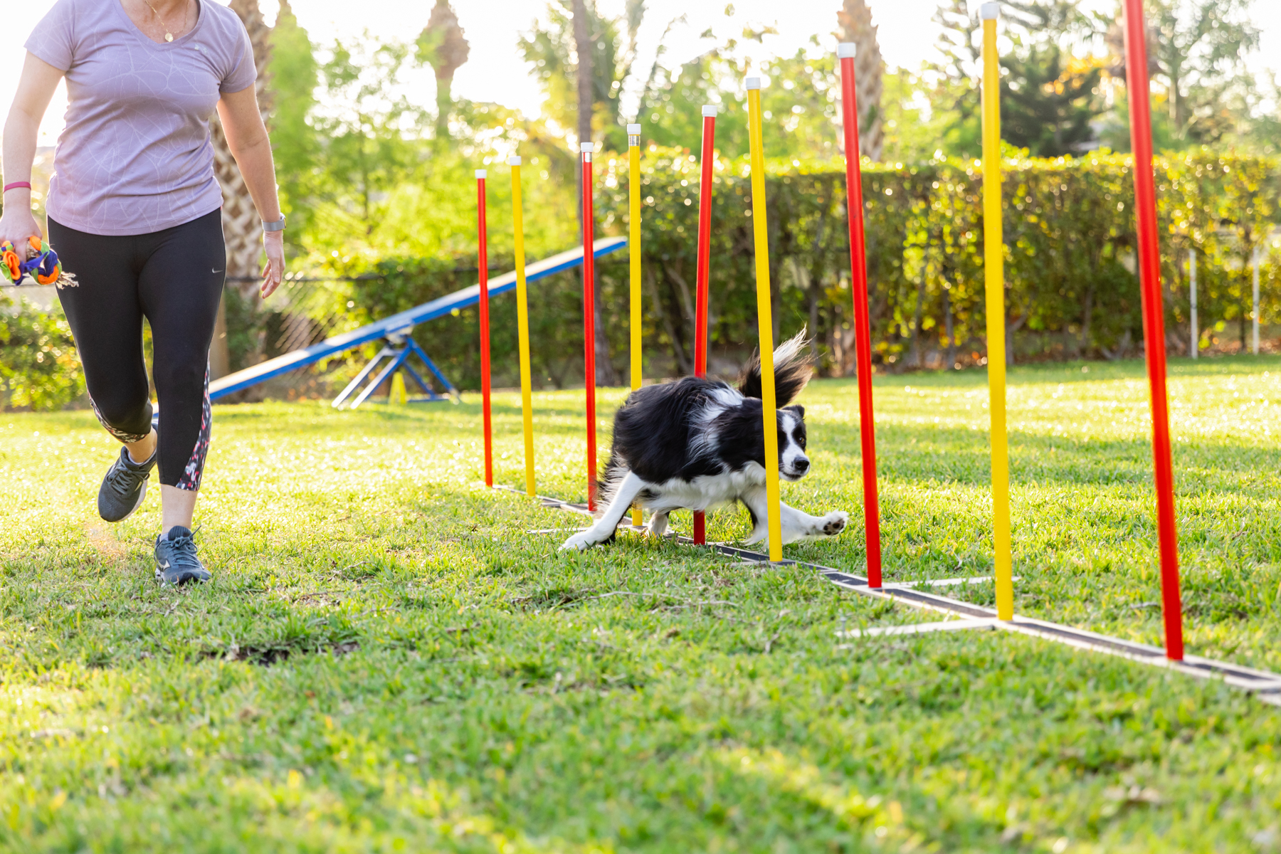 Lucky Dog Training Club Jupiter