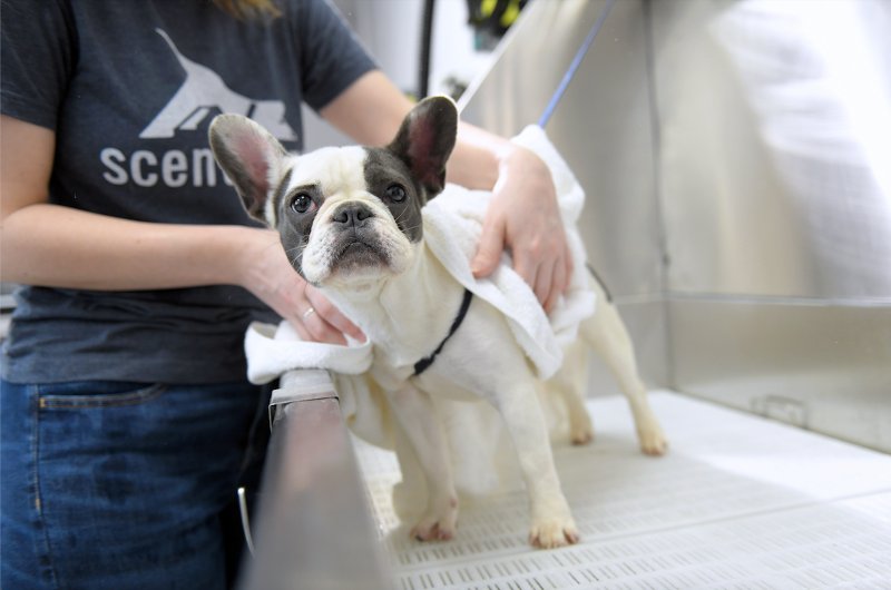 Scenthound Headquarters Jupiter