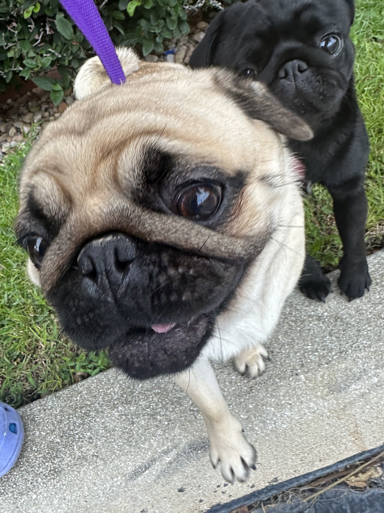 The Waldog Astoria INC Jupiter