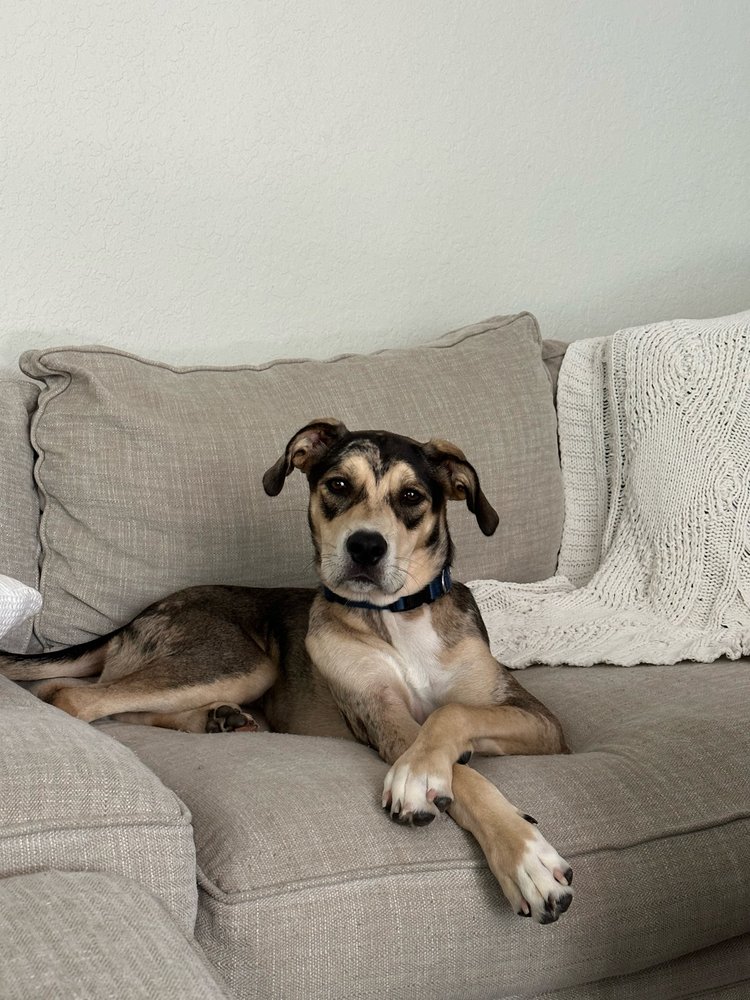 Palm Beach Paw Spa Jupiter