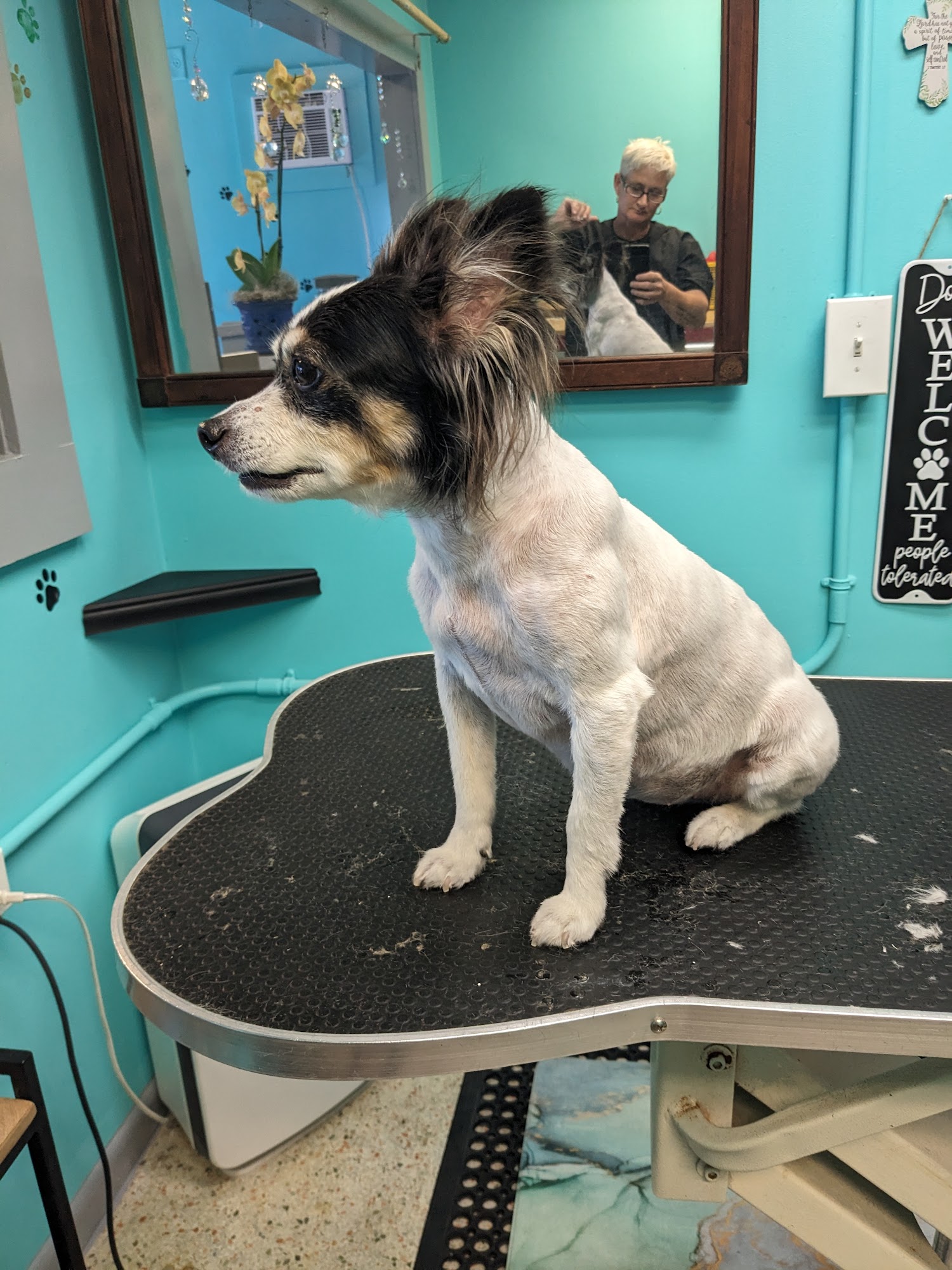Tropical Tails Dog Grooming