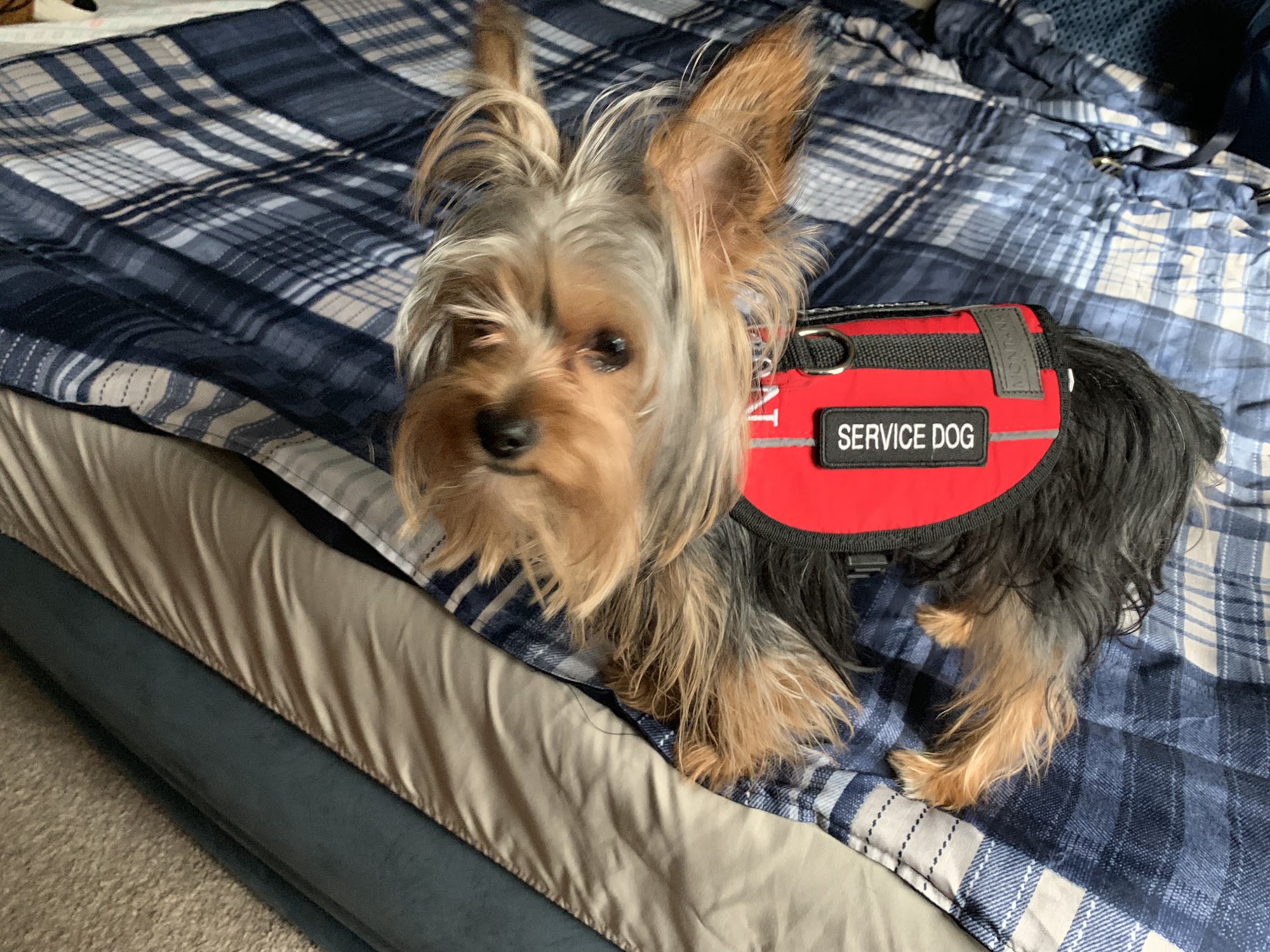 Muddy Dog and the Curious Cat Grooming Kissimmee