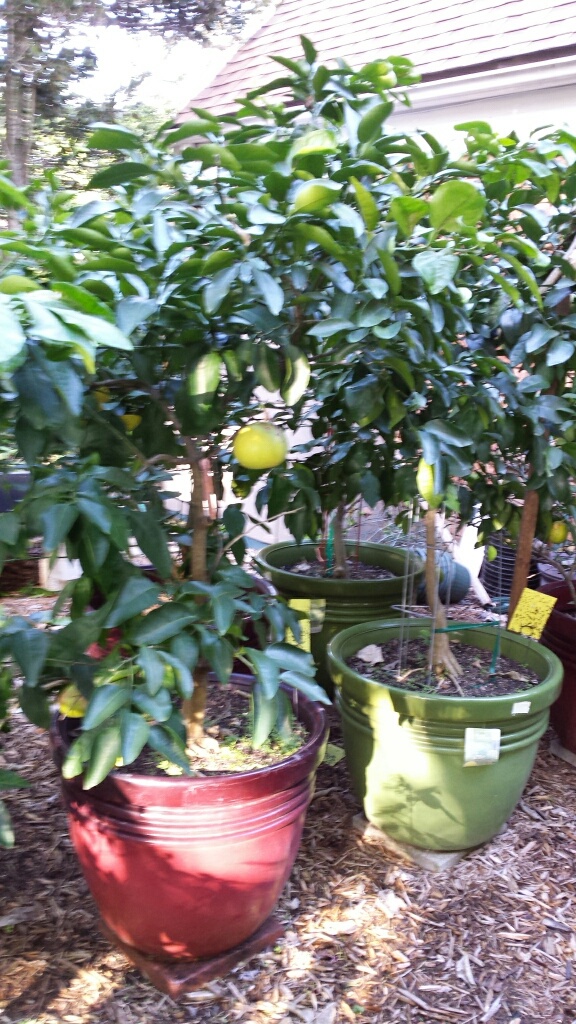Brite Leaf Citrus Nursery 480 CR 416 South, Lake Panasoffkee Florida 33538