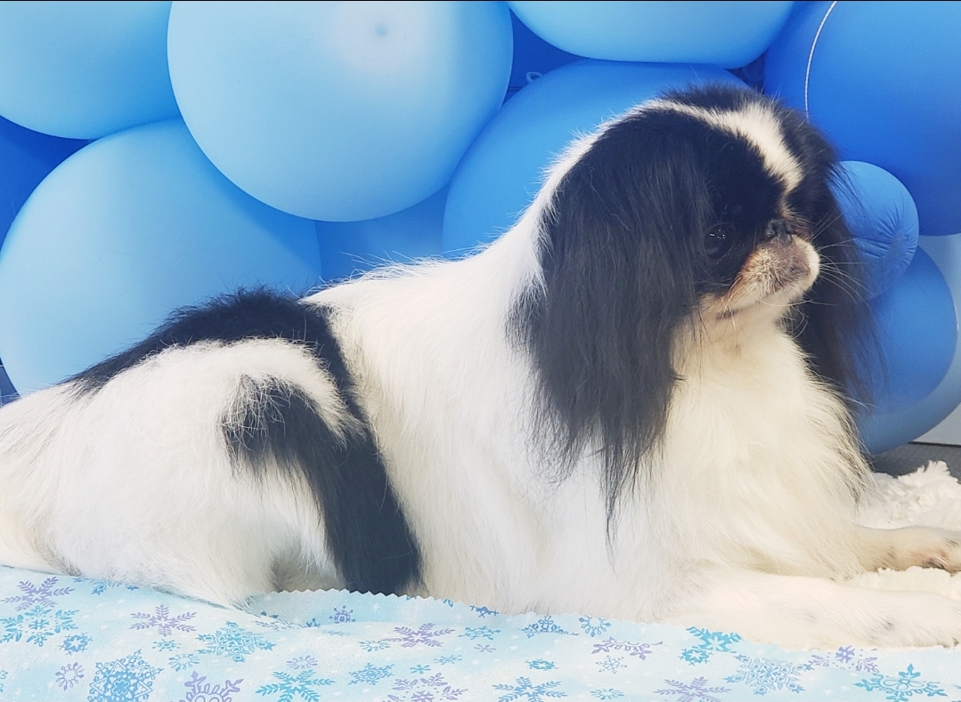 Happy Paws Pet Spa Lakeland