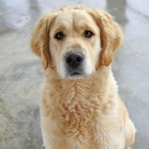Hollywoof Pet Resort Lakeland