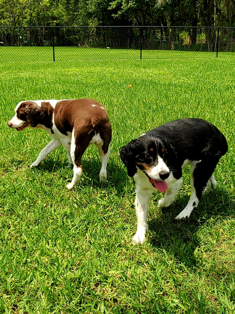 Dog Days Lodge & Daycare Lakeland