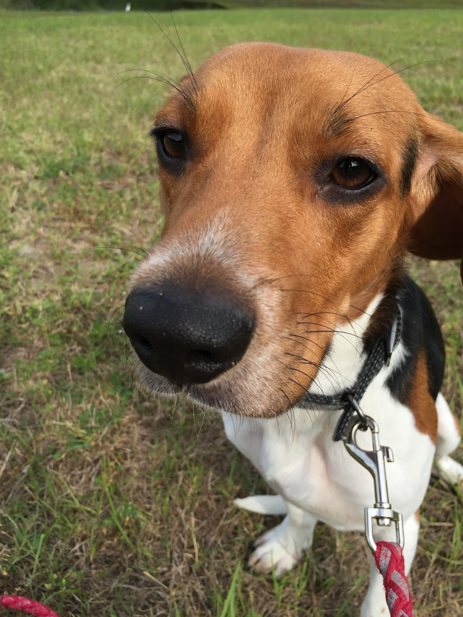 Dogsense Obedience, Inc. Lakeland