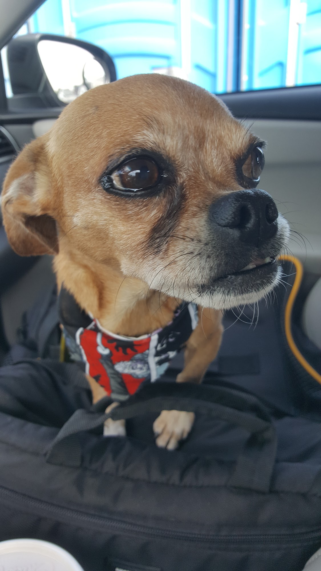 Largo Pet Grooming 2 Largo