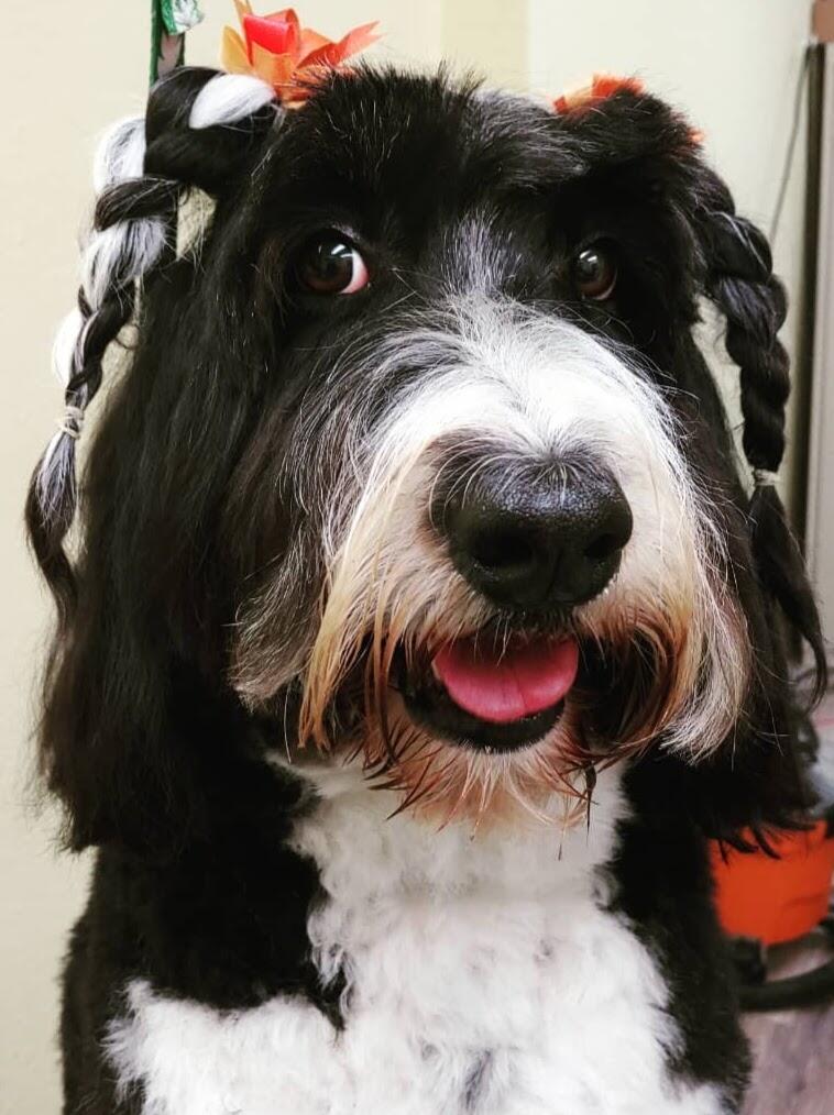 Clippingdale's Grooming Largo