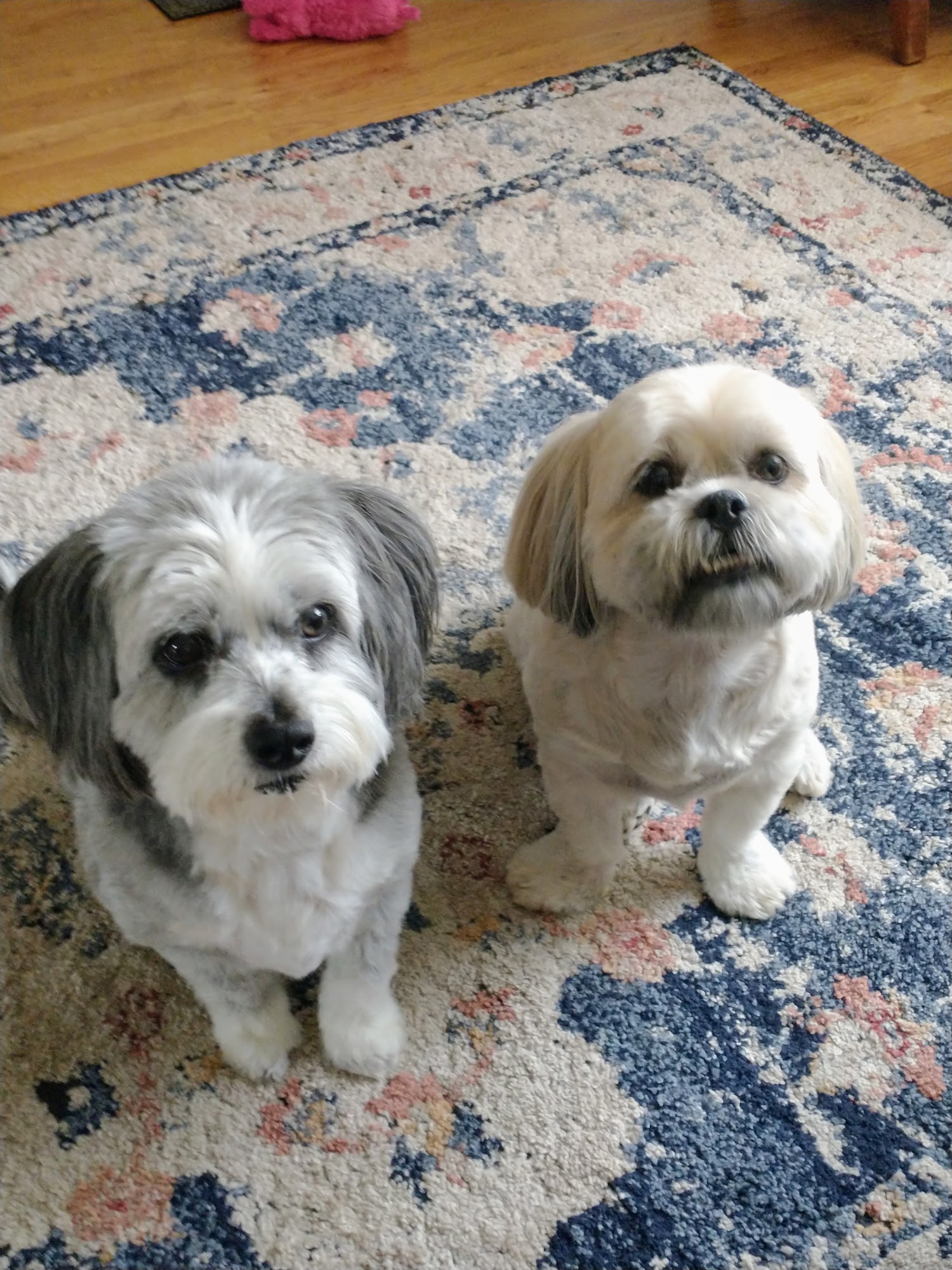 Heaven grooming Largo