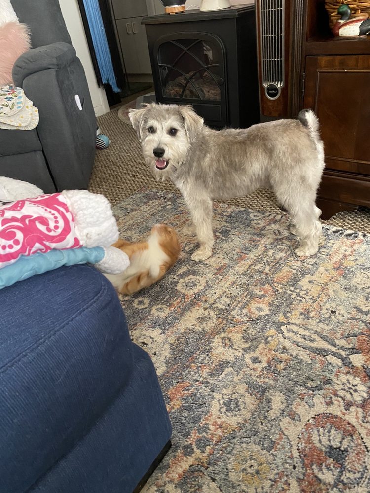 Pioneer Pet Salon Largo