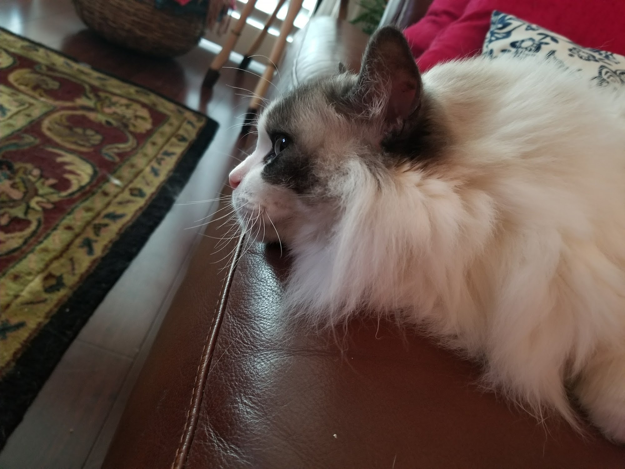 All Cats Hospital Largo