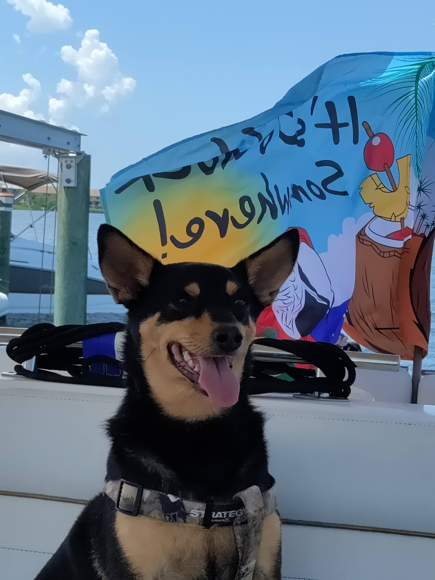 Oakhurst Kennel, Day Care, and Grooming Largo