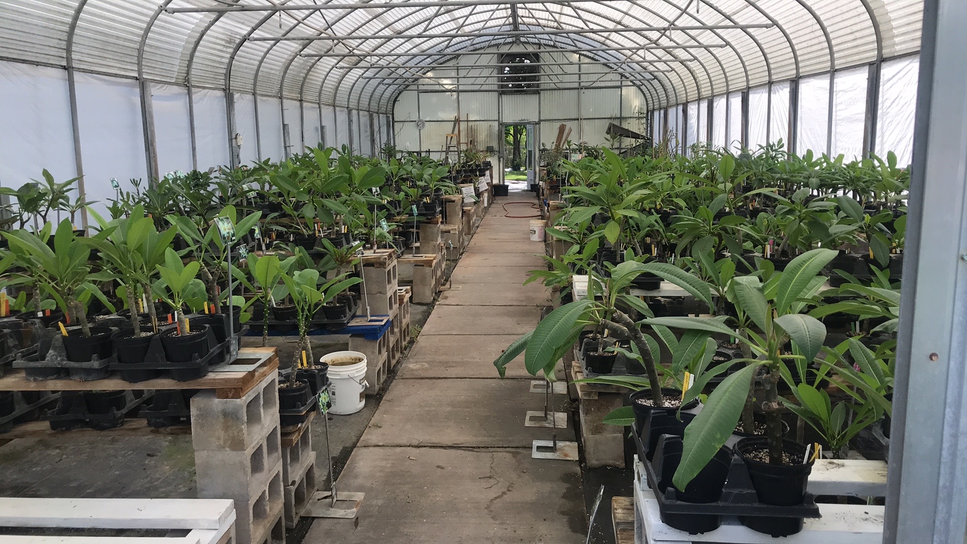 ABC Tropical Plant Nursery, Inc.