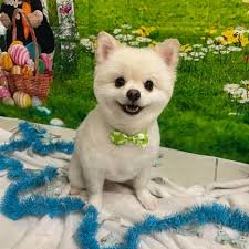 Waggin and Braggin Pet Spa Longwood