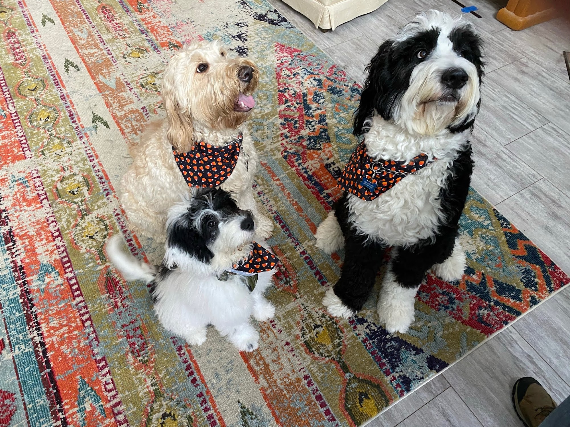 The Parc Pet Suites, Sports & Spa Longwood