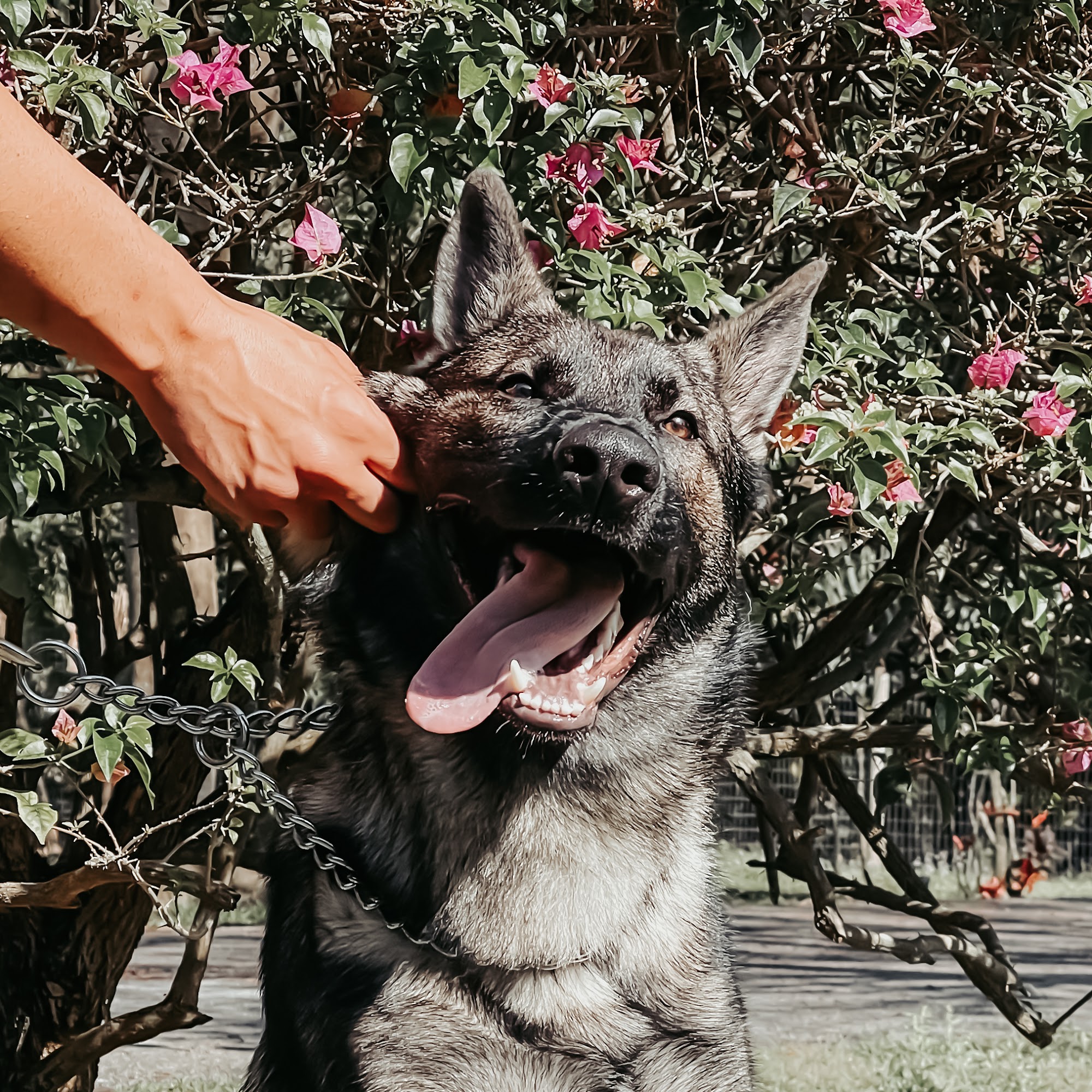 WooF Dogs - Dog Training & Canine Behavior Consultants Loxahatchee