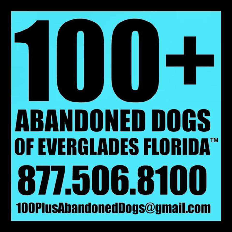 100+ Abandoned Dogs of Everglades Florida