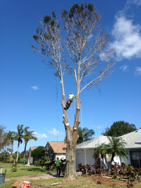 Jenkins Tree Service - Tree Services 2460 Lacourt Ln, Malabar Florida 32950