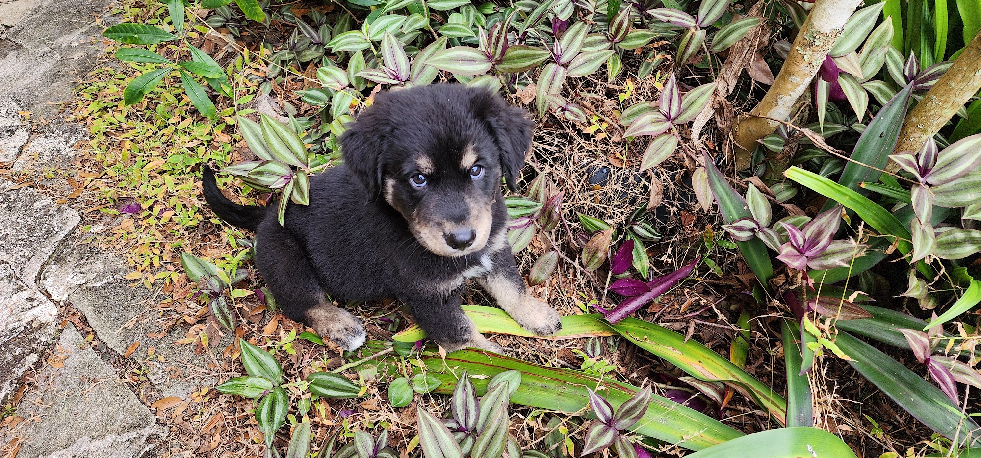 Wisney's Way Dog Training Melbourne