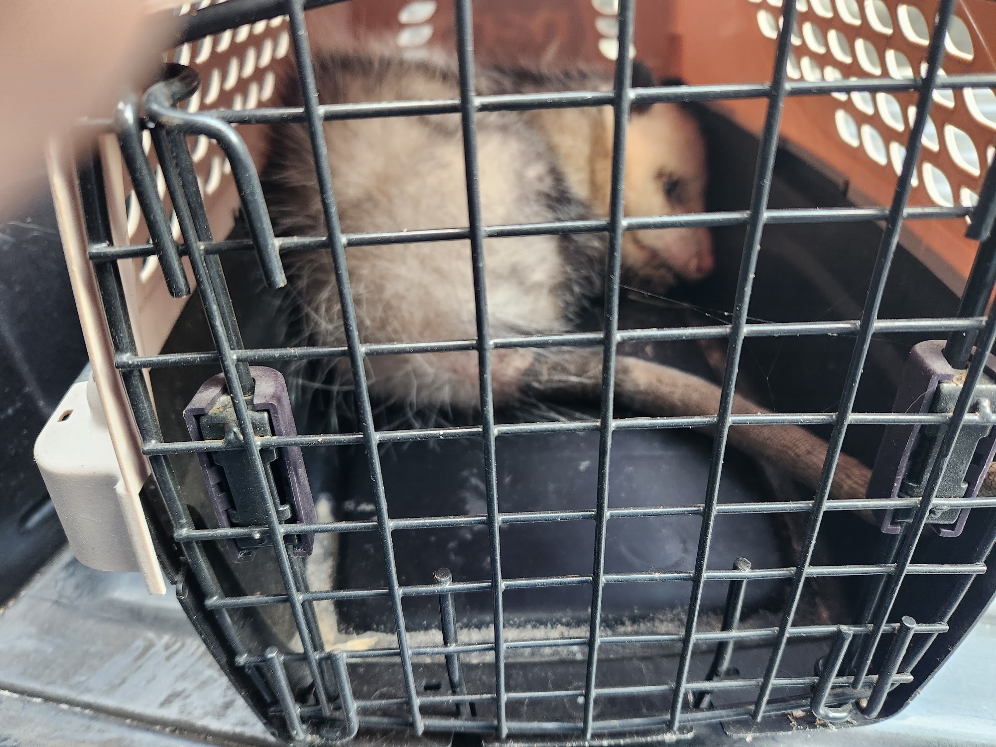 Florida Wildlife Hospital, Inc Melbourne