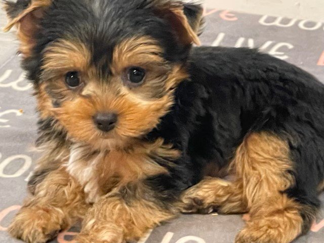 Greenleaf Animal Hospital Miami Beach