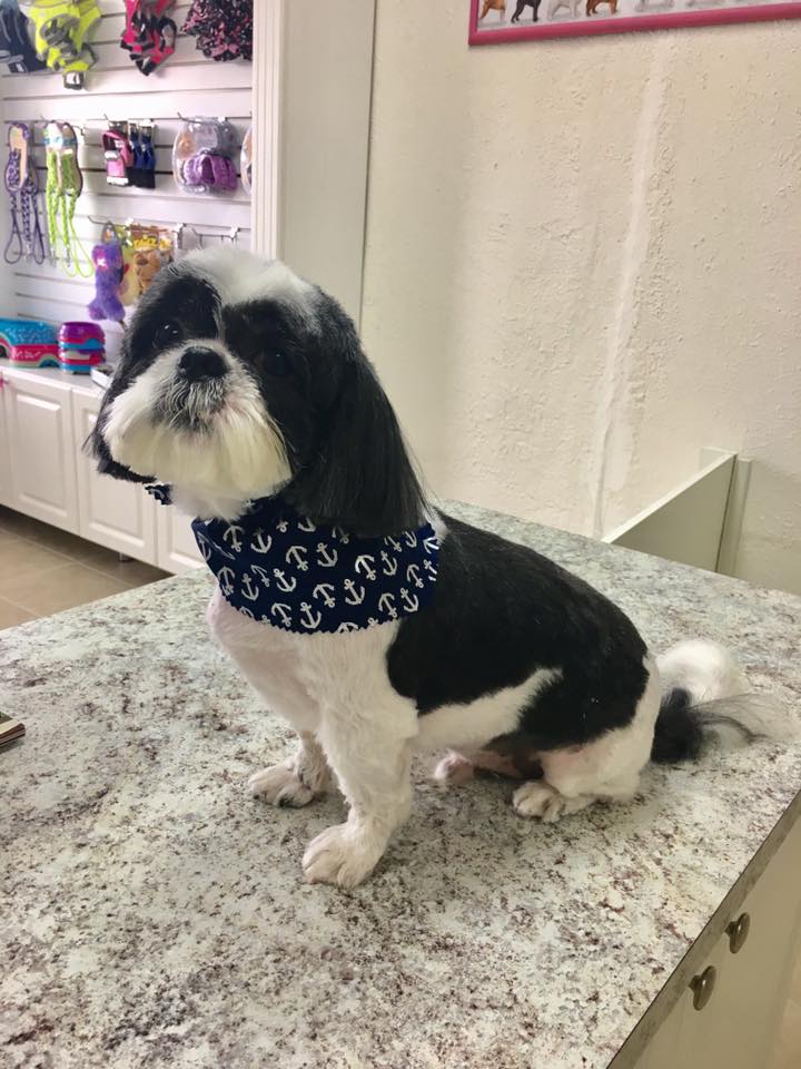 Cutie Paws Pet Grooming Inc Miami Gardens