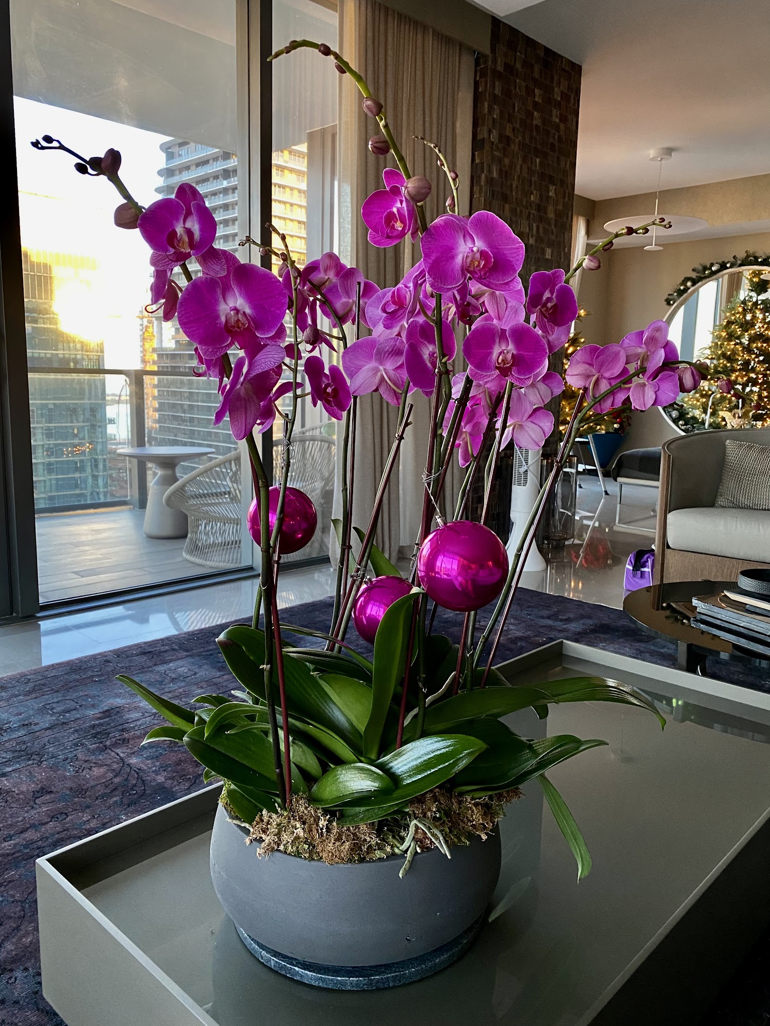 Jj Orchids