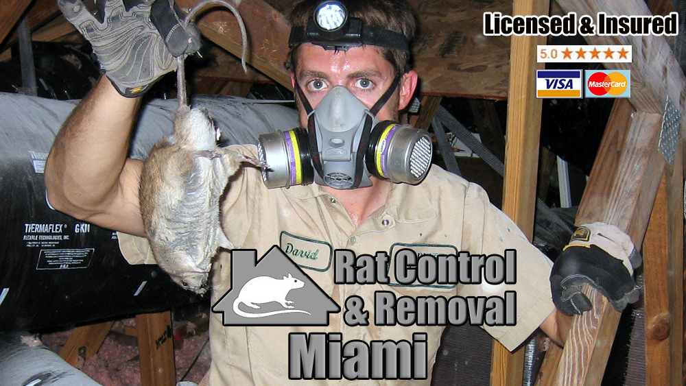 Rat Control Of Miami