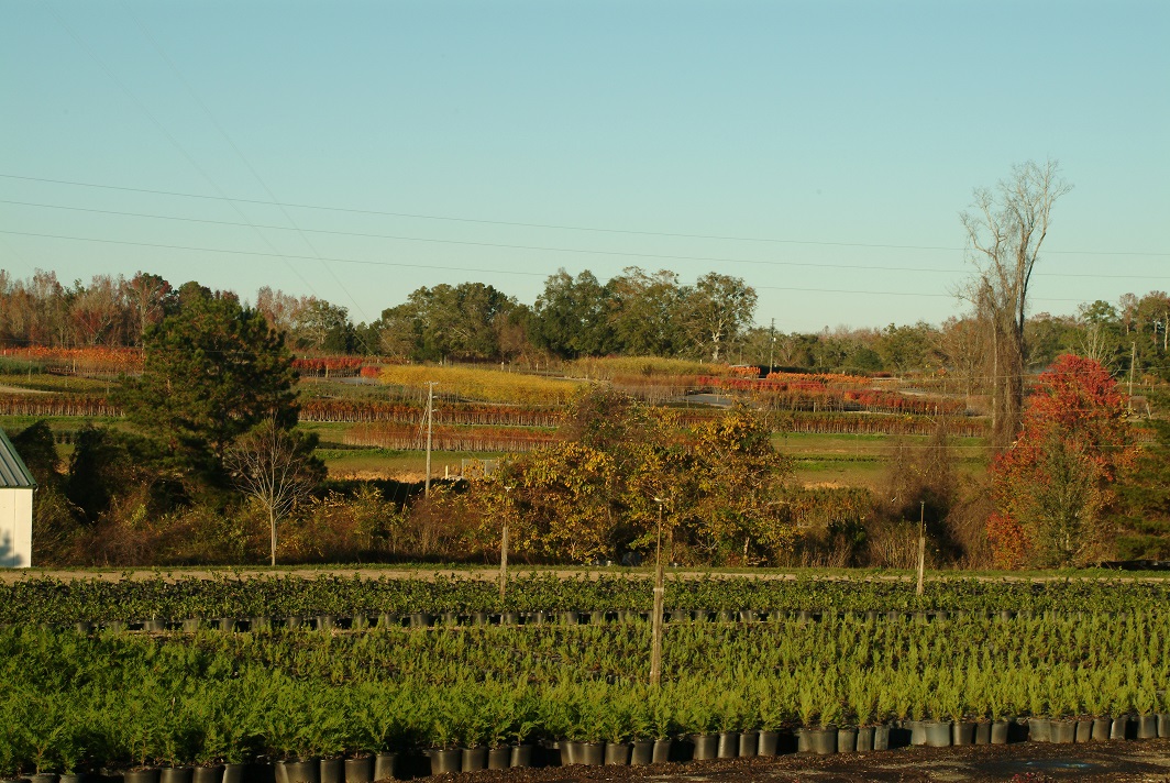 Plant Me Green 2077 S Jefferson Hwy, Monticello Florida 32344