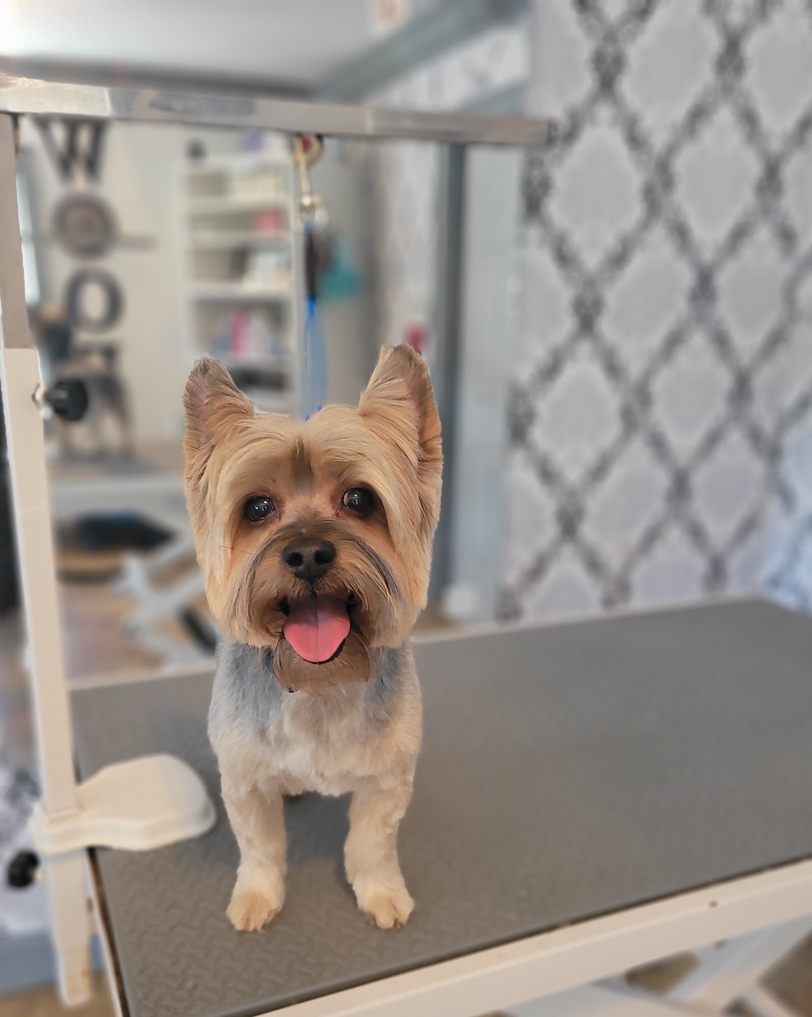 Tangled Tails Pet Spa Mulberry