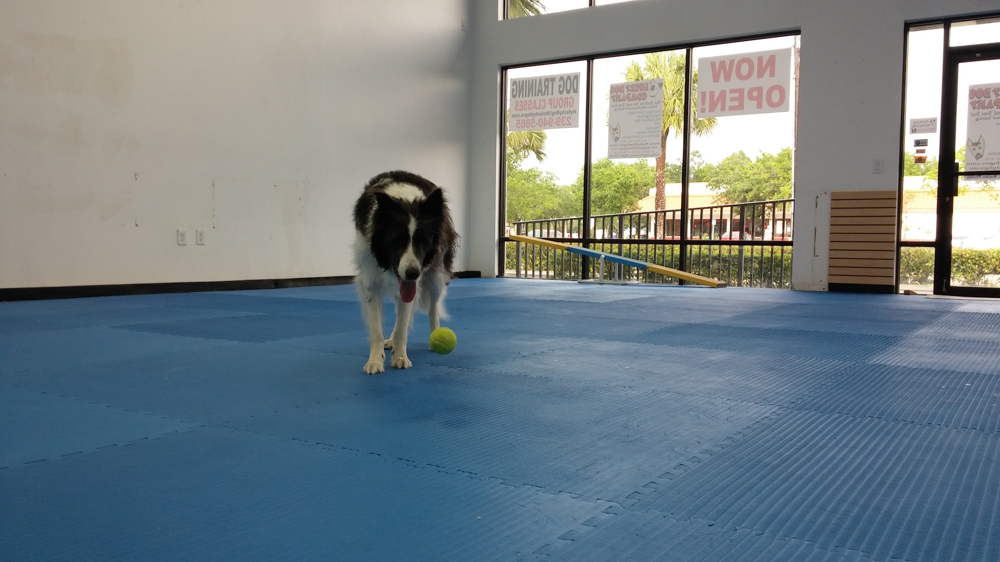 Lucky Dog Company Naples