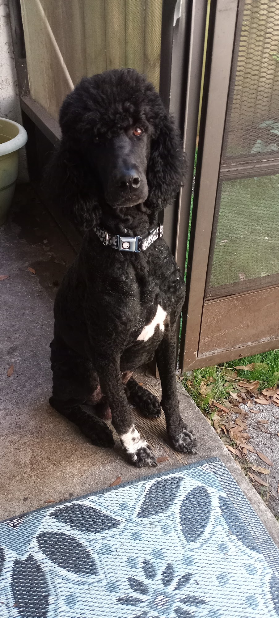 Puppy Playhouse Neptune Beach
