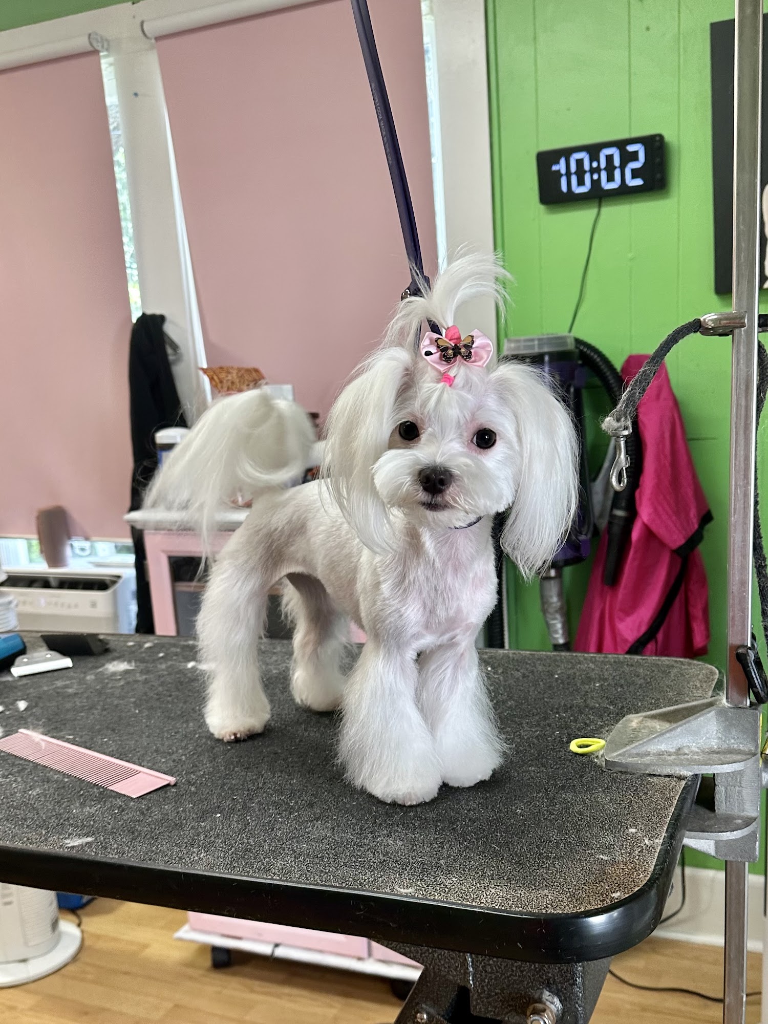 Fantastic Pawz Professional Dog Groomers