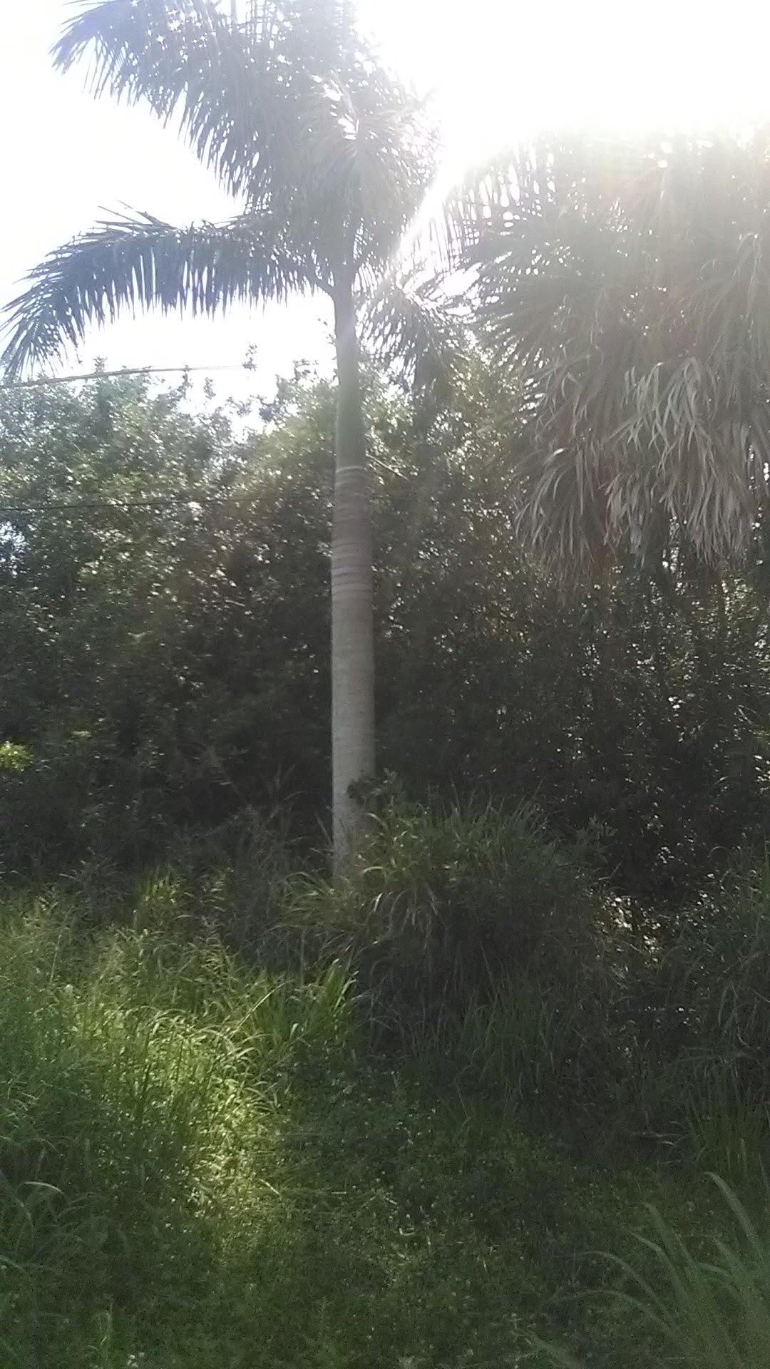 Palm Trees Port Charlotte