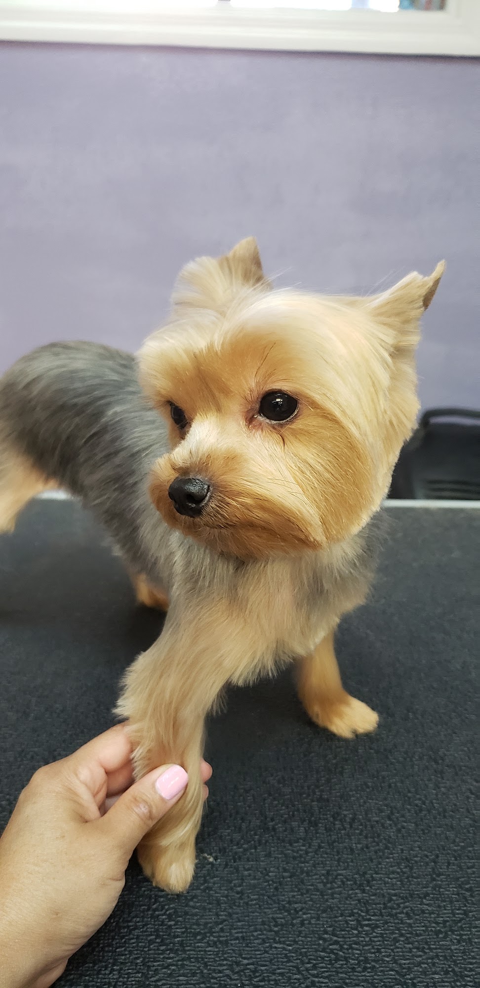 Pet Miami Clip North Miami