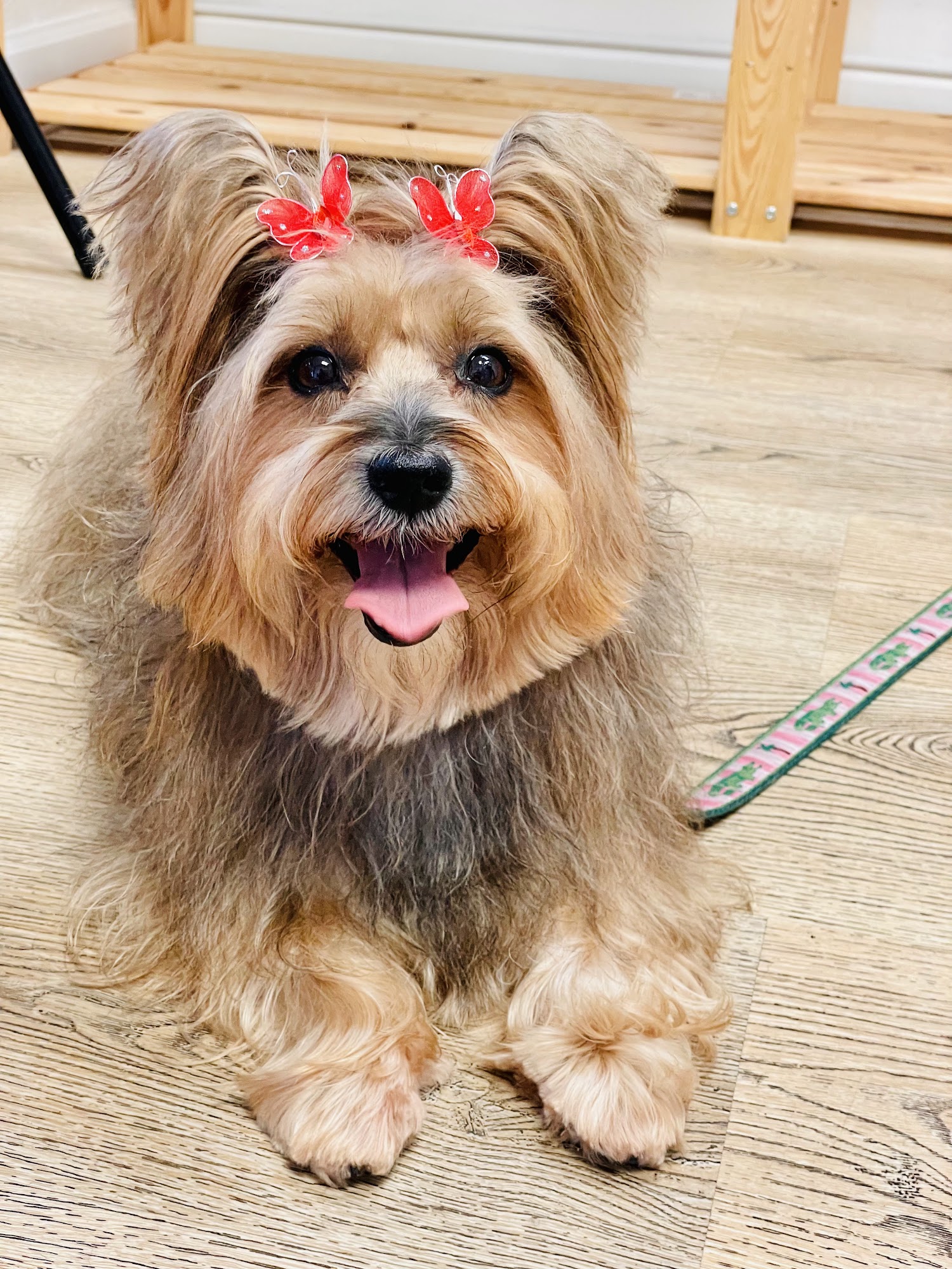 Bubbles N Bows Pet Grooming North Palm Beach