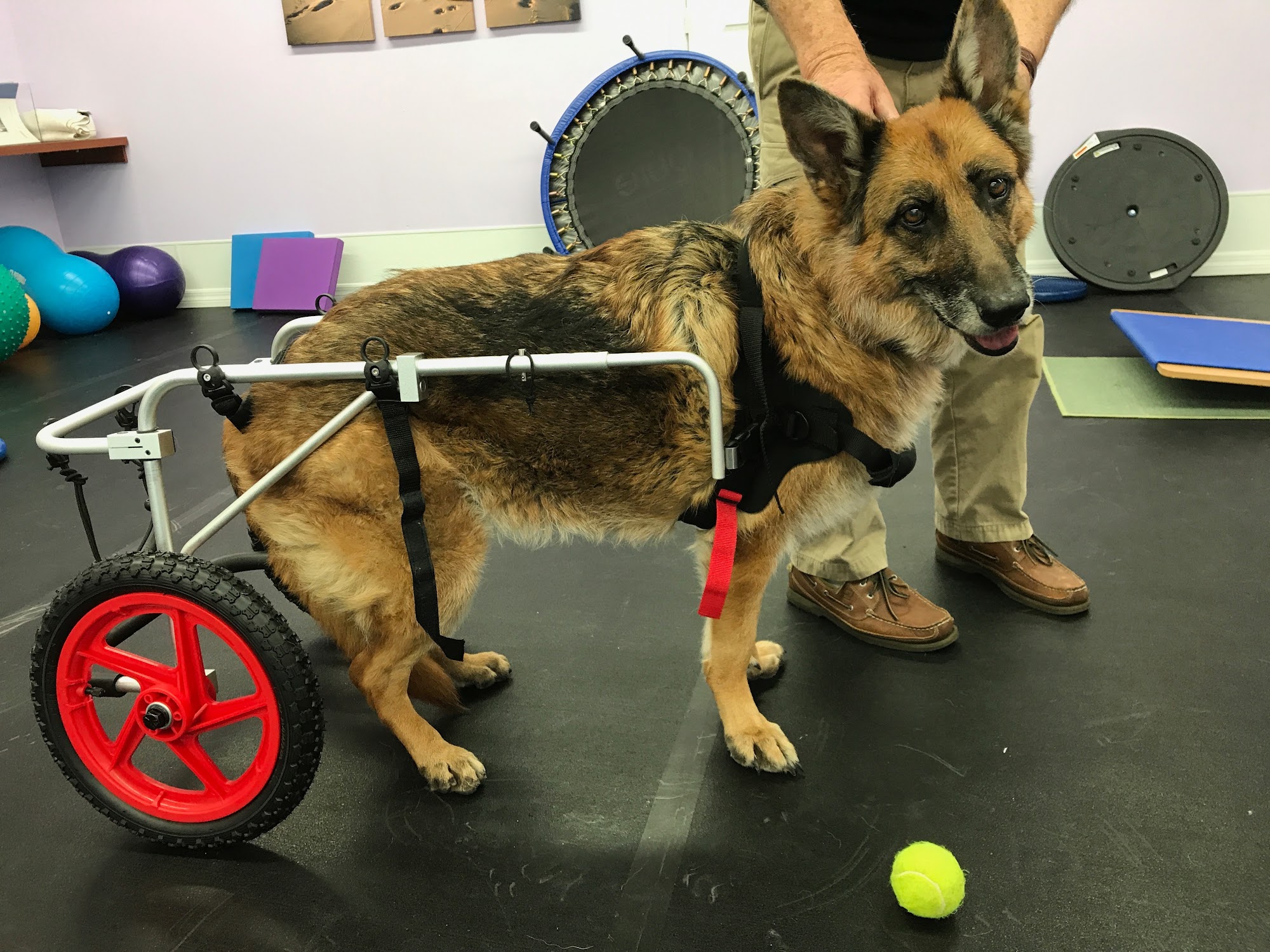 Healing Paws Center Oakland Park