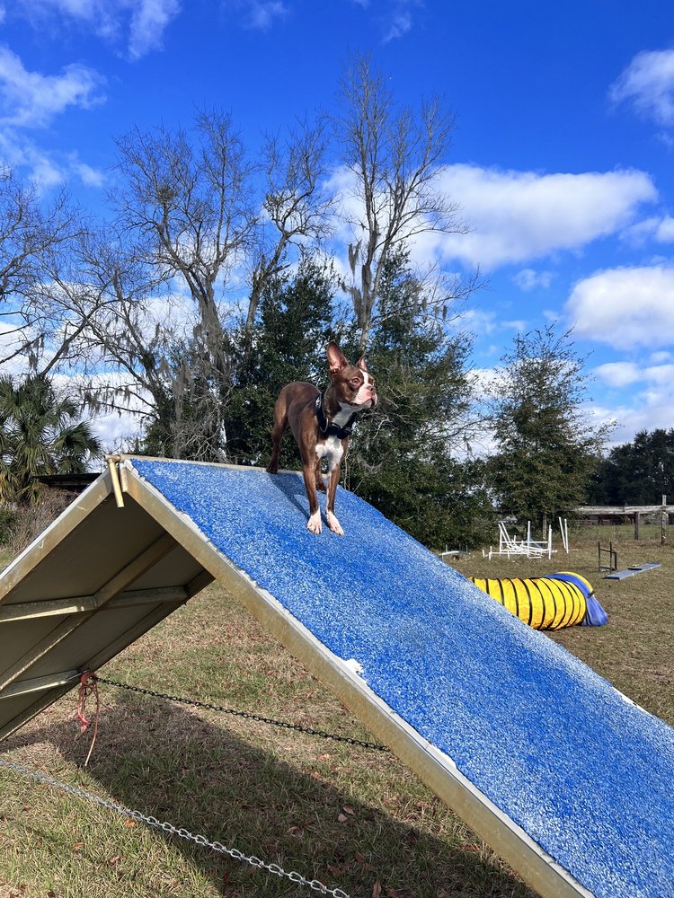 Ocala Dog Ranch