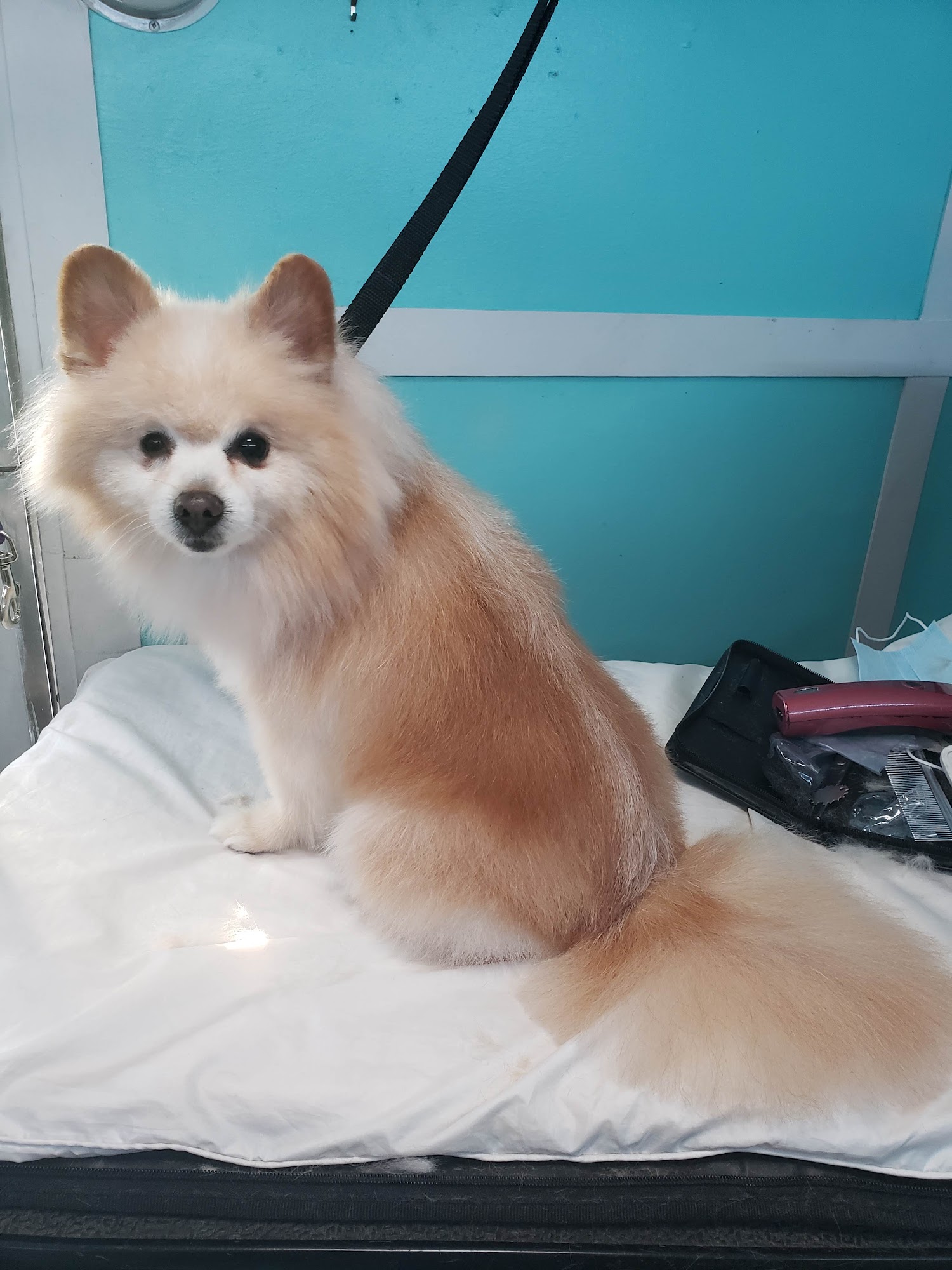 Fluff-It Mobile Grooming Ocklawaha