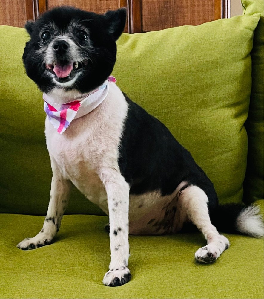 Hollywood Grooming Ocoee